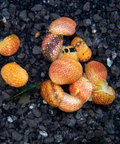 Snail Clithon sp. Fancy Pink – Aquarium Snails, Live Snails for Aquariums, Aquarium Snail Accessories, Algae-Eating Snails aquarium snail