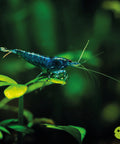 Blue Sapphire Shrimp  (Neocaridina davidi "Blue Sapphire") aquarium shrimp