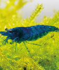 Blue Sapphire Shrimp  (Neocaridina davidi "Blue Sapphire") aquarium shrimp