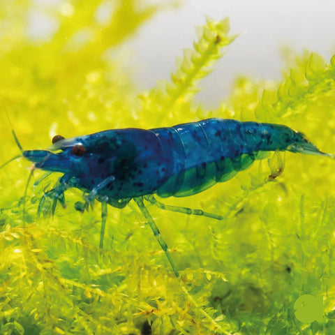Blue Dream Shrimp 10 pcs (Neocaridina davidi "Blue Dream")