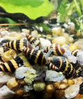 Assassin Snail Clea Helena aquarium snail