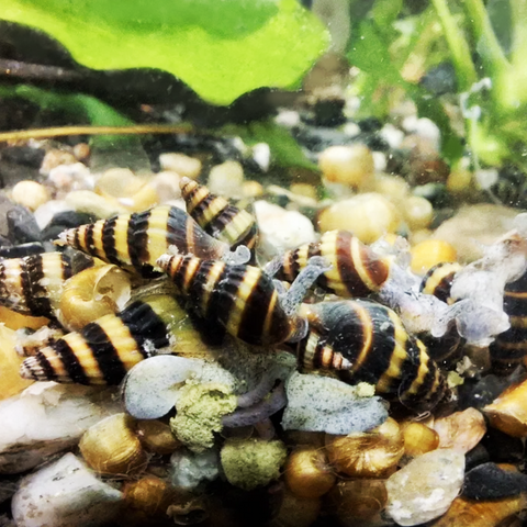 Assassin Snail (Clea helena)