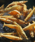 Yellow Crested Cream - Live Shrimp for Aquarium - Dwarf Neocaridina Shrimp aquarium shrimp