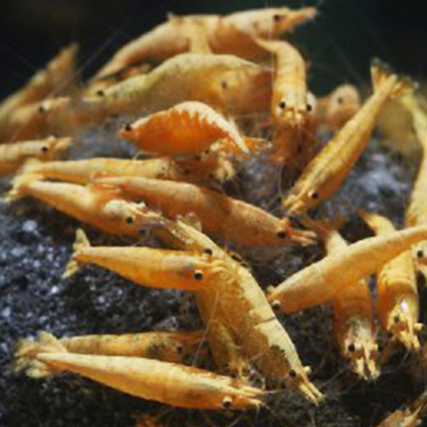 Yellow Crested Cream - Live Shrimp for Aquarium - Dwarf Neocaridina Shrimp