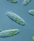 Live Infusoria culture aquarium food