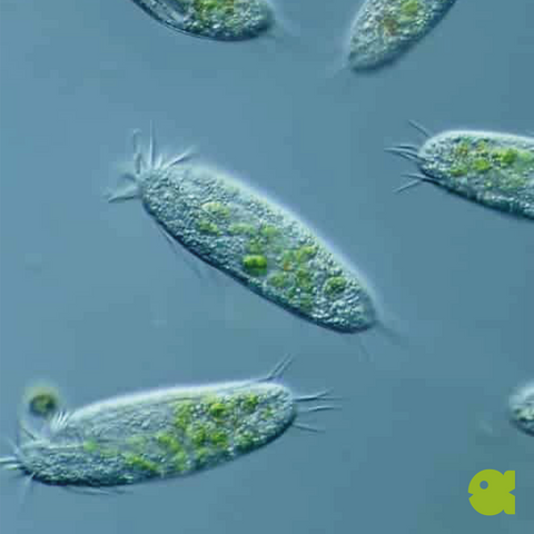Live Infusoria culture