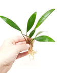 Anubias Lanceolata – Live Aquarium Plant (15 cm) for Freshwater Tanks aquarium plant