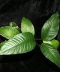 Anubias Heterophylla – Live Aquarium Plant (10 cm) for Freshwater Tanks aquarium plant