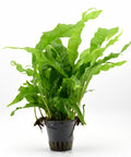 Microsorum Pteropus Java Fern in a pot — live aquarium plant from Aqua Breeding Skill