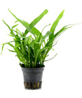 Microsorum Pteropus Minor in a pot — live aquarium plant from Aqua Breeding Skill