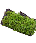 Taxiphyllum moss grown on a piece of natural bark