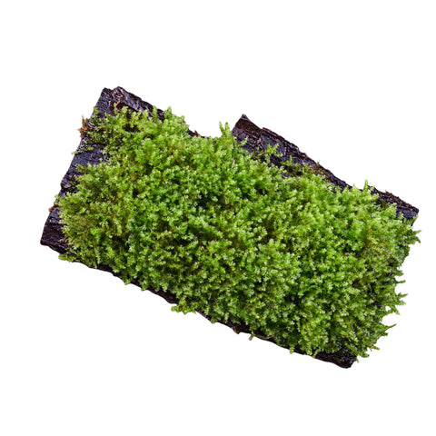 Taxiphyllum moss grown on a piece of natural bark