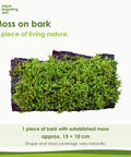 Moss on bark – 1 piece, approx. 15 × 10 cm