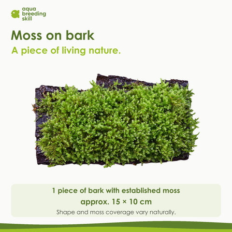 Moss on bark – 1 piece, approx. 15 × 10 cm