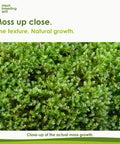 Close-up of the Taxiphyllum moss growth