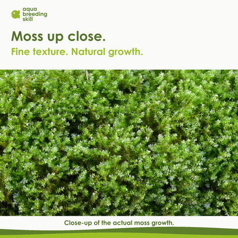 Close-up of the Taxiphyllum moss growth
