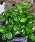 Anubias nana – Live Freshwater Aquarium Plant aquarium plant