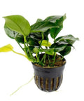 Anubias nana – Live Freshwater Aquarium Plant aquarium plant