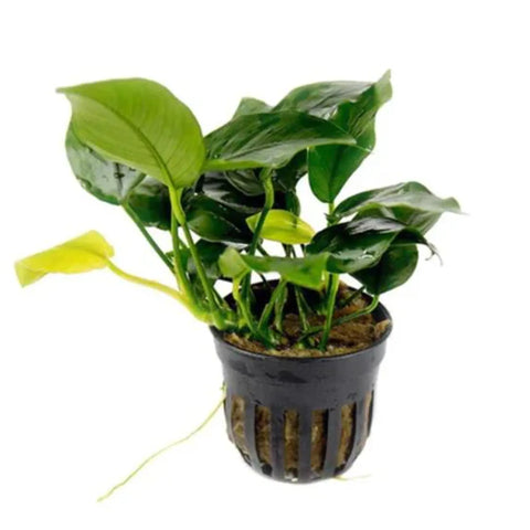 Anubias nana – Live Freshwater Aquarium Plant