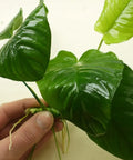 Anubias barteri “Wrinkle Leaf” – Live Aquarium Plant (10 cm) for Freshwater Tanks aquarium plant