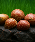 Snail Clithon sp. Fancy Pink – Aquarium Snails, Live Snails for Aquariums, Aquarium Snail Accessories, Algae-Eating Snails aquarium snail