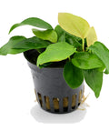 Anubias barteri var. nana 'Gold' — live aquarium plant from Aqua Breeding Skill