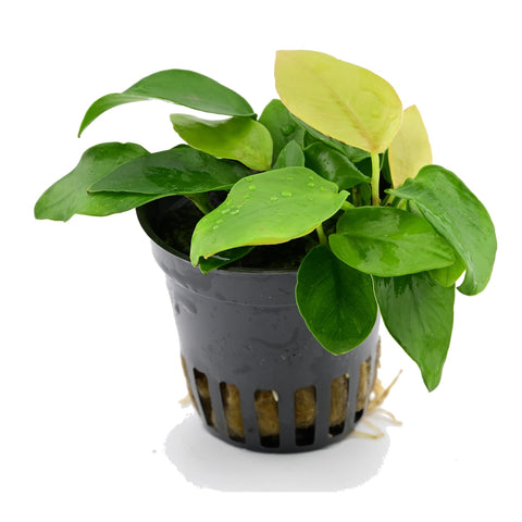 Anubias barteri var. nana 'Gold' — live aquarium plant from Aqua Breeding Skill