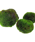 Cladophora Ball (Aegagropila linnaei) – Marimo moss ball, live aquarium plant from Aqua Breeding Skill