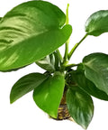 Anubias barteri — live aquarium plant from Aqua Breeding Skill
