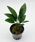 Anubias congensis 'Round' — live aquarium plant from Aqua Breeding Skill