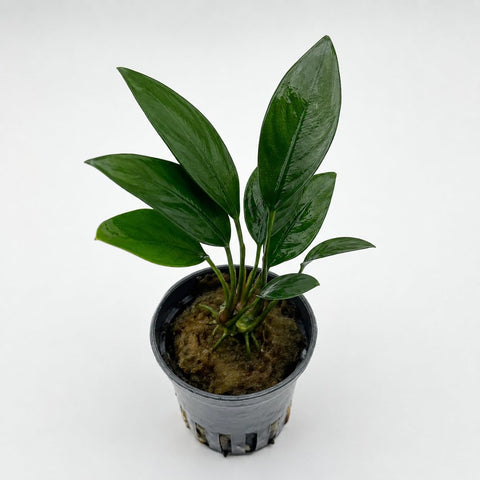 Anubias congensis 'Round' — live aquarium plant from Aqua Breeding Skill