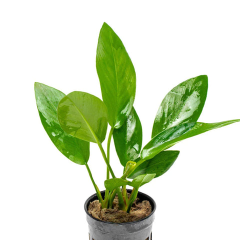 Anubias heterophylla — live aquarium plant from Aqua Breeding Skill