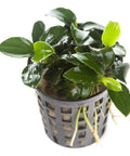 Anubias barteri var. nana — live aquarium plant from Aqua Breeding Skill