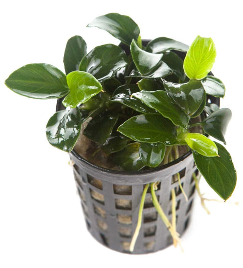Anubias barteri var. nana — live aquarium plant from Aqua Breeding Skill