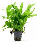 Microsorum pteropus — live aquarium plant from Aqua Breeding Skill