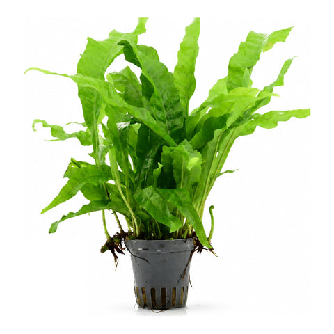 Microsorum pteropus — live aquarium plant from Aqua Breeding Skill