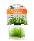 Taxiphyllum alternans 'Taiwan Moss' in vitro — live aquarium moss from Aqua Breeding Skill
