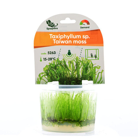 Taxiphyllum alternans 'Taiwan Moss' in vitro — live aquarium moss from Aqua Breeding Skill