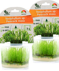 Taxiphyllum sp. 'Christmas Moss' in vitro — live aquarium moss from Aqua Breeding Skill