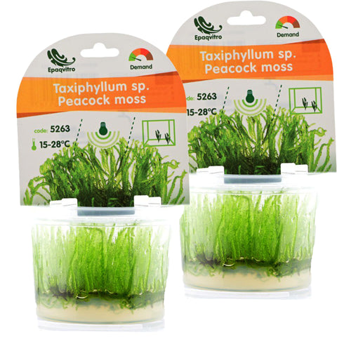 Taxiphyllum sp. 'Christmas Moss' in vitro — live aquarium moss from Aqua Breeding Skill