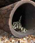 D-shape Cave size S aquarium decoration
