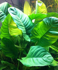 Anubias barteri “Wrinkle Leaf” – Live Aquarium Plant (10 cm) for Freshwater Tanks aquarium plant