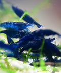 Blue Sapphire Shrimp  (Neocaridina davidi "Blue Sapphire") aquarium shrimp