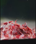 Red Rilli Shrimp, Neocaridina Dwarf Shrimps, Size 1–1.5 cm aquarium shrimp