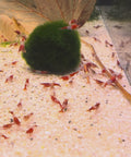 Aquarium invertebrates at Aqua Breeding Skill