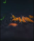 Orange Sakura Shrimp (Neocaridina davidi "Orange Sakura") aquarium shrimp