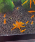 Aquarium invertebrates at Aqua Breeding Skill