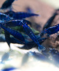 Blue Sapphire Shrimp  (Neocaridina davidi "Blue Sapphire") aquarium shrimp