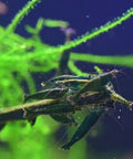 Green Jade Neocaridina Shrimps  (Neocaridina davidi "Green Jade") aquarium shrimp