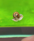 Assassin Snail Clea Helena aquarium snail